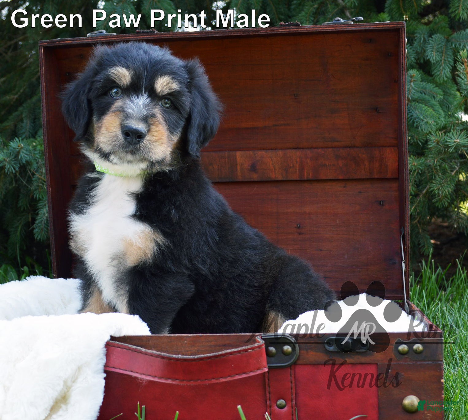 Aussiedoodle dogs Sammy's Green Paw Print Male - Ad 1