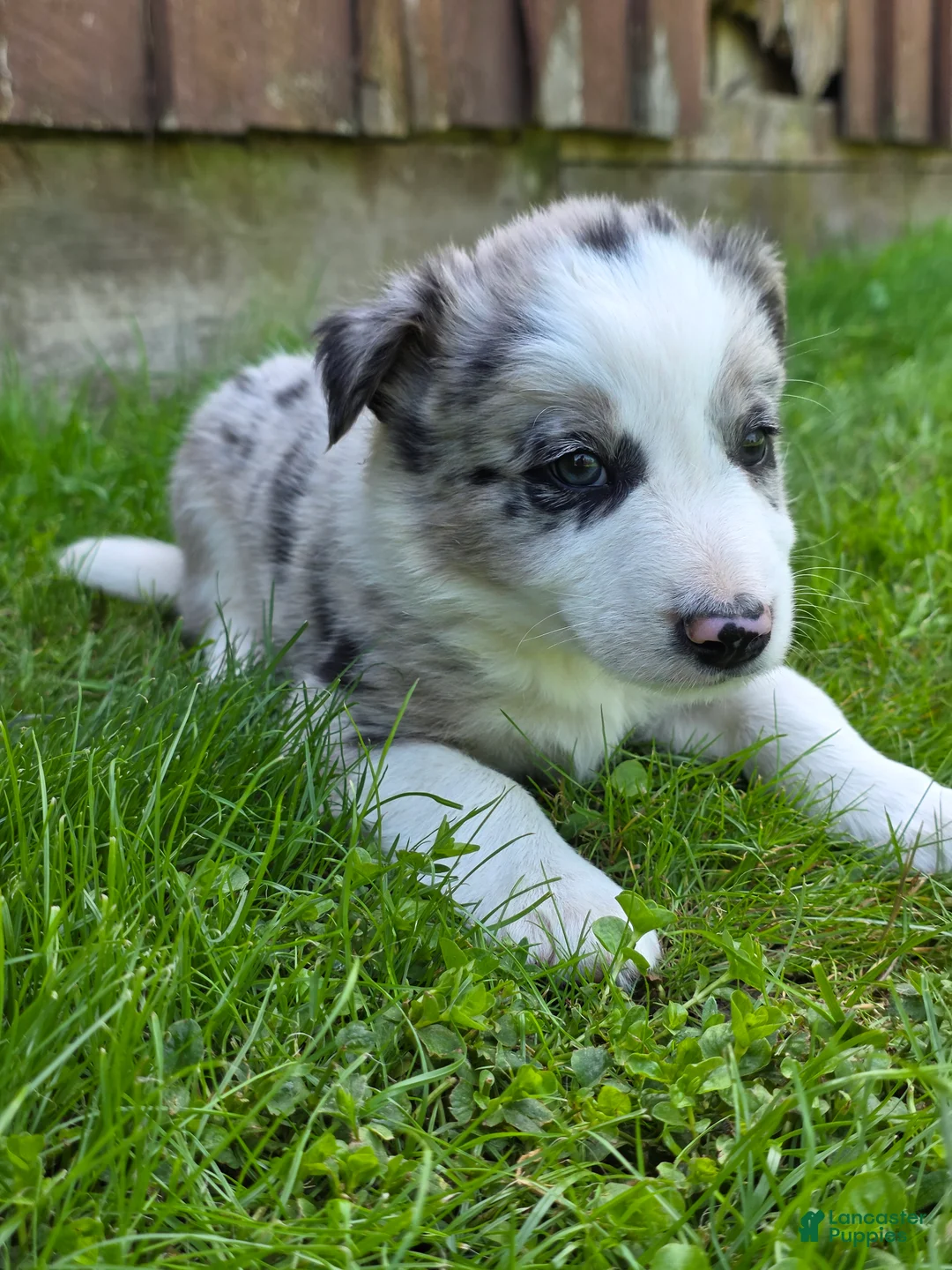 Border Collie dogs for sale: Huck - Ad 2