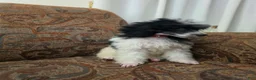 Miniature Poodle dogs for sale: Tamarack  - Ad 4