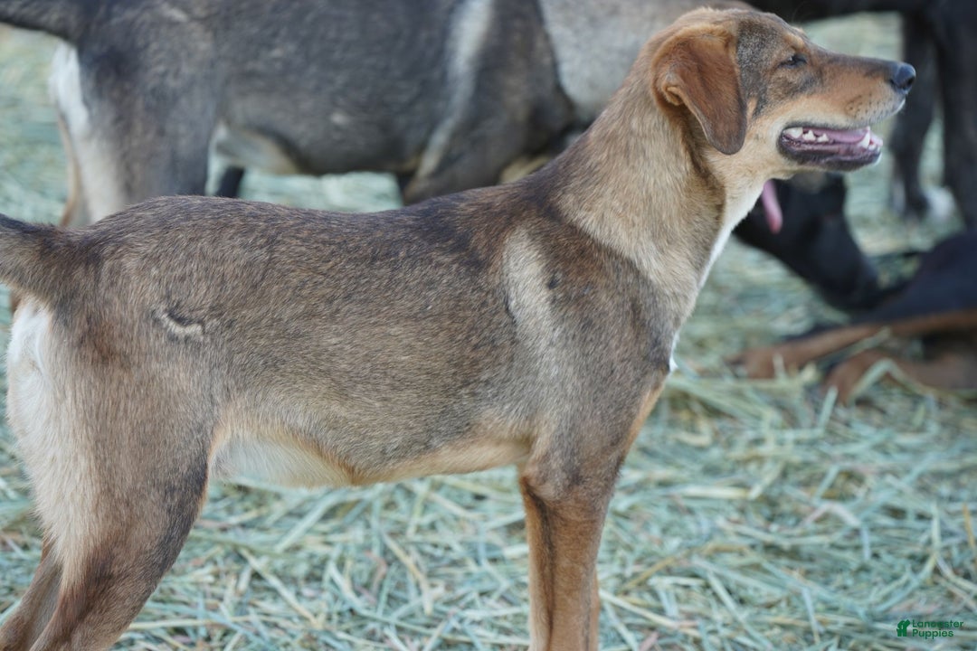 Mixed Breed dogs for sale: Dragon Tiscar Farm Dog - Ad 13