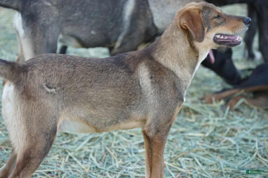 Mixed Breed dogs for sale: Dragon Tiscar Farm Dog - Ad 15