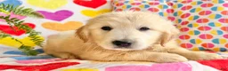 Golden Retriever dogs for sale: Roxy  - Ad 11