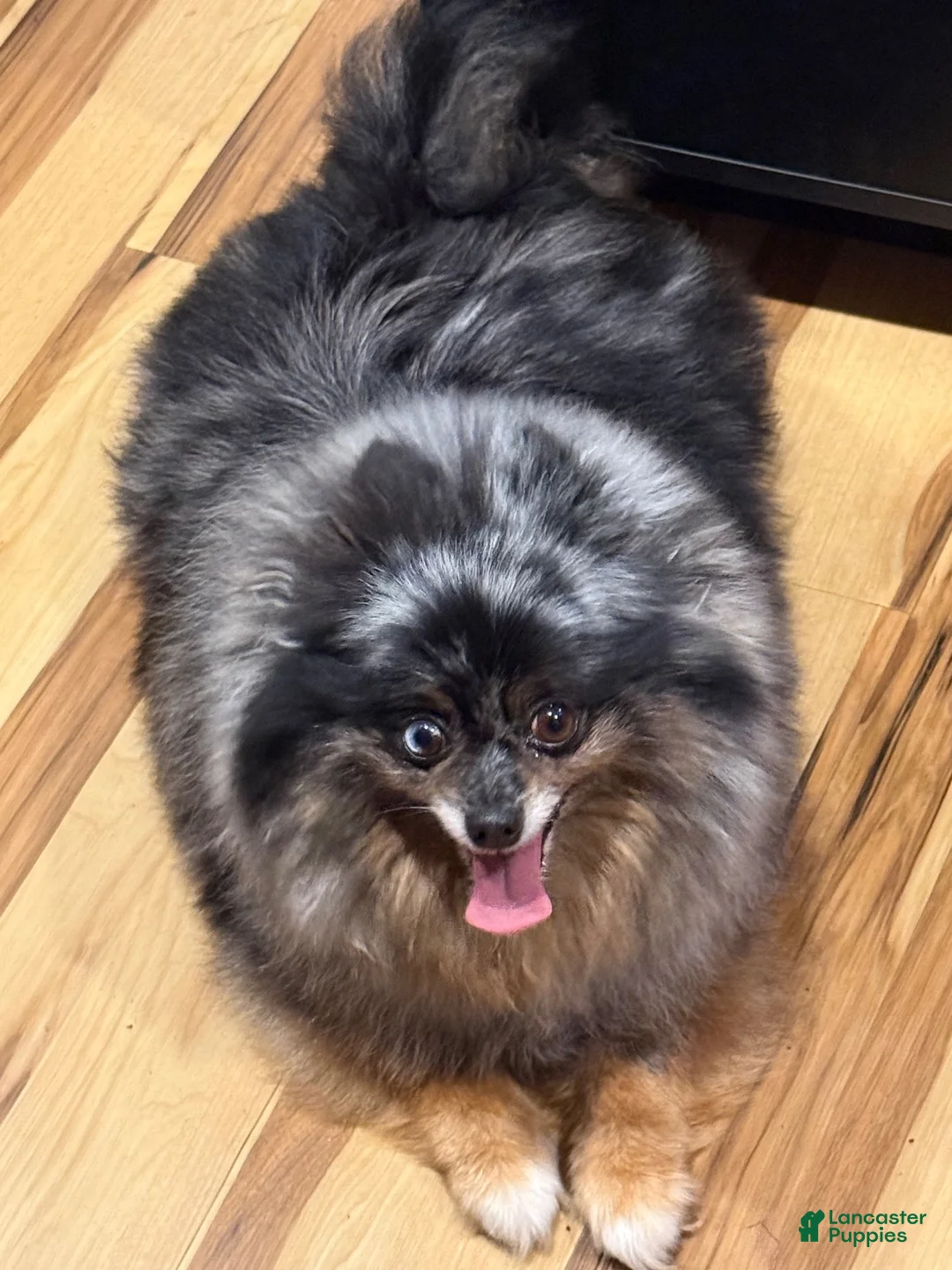 Pomeranian dogs for sale: Akc blacky  - Ad 5