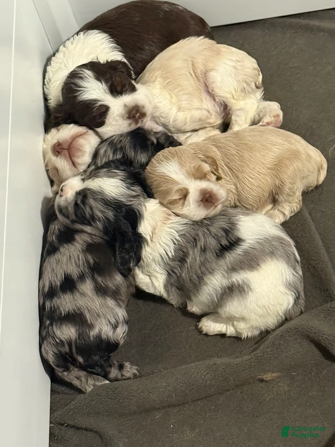 Cocker Spaniel dogs for sale: Cocker Spaniel Puppy 1 - Ad 5