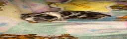 French Bulldog dogs for sale: Harley chocolate merle - Ad 5