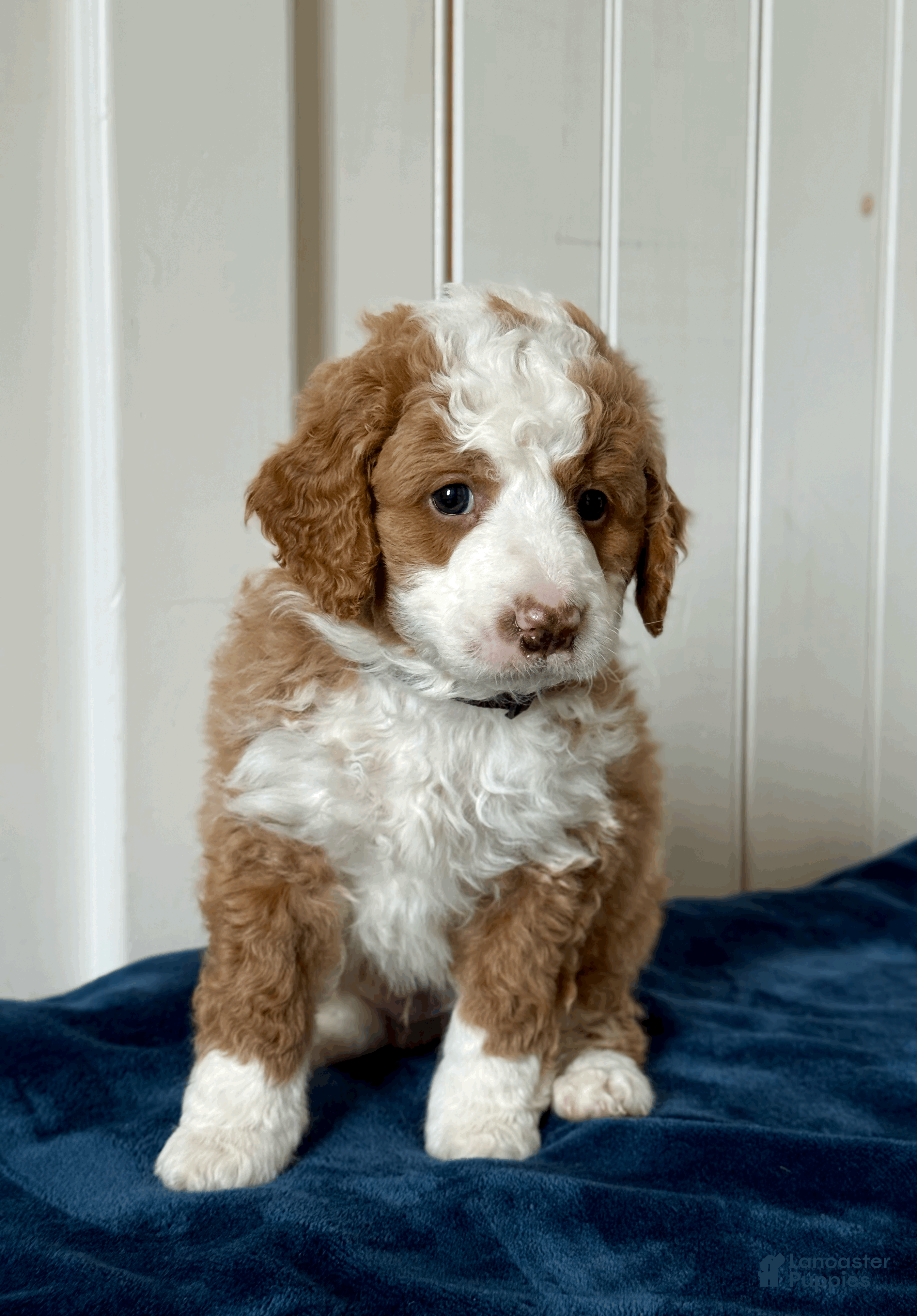 Mini Bernedoodle dogs Teddy - Ad 2