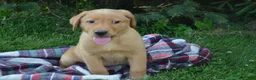 Labrador Retriever dogs for sale: Copper - Ad 4