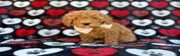 Cavapoo dogs for sale: Ace - Ad 8
