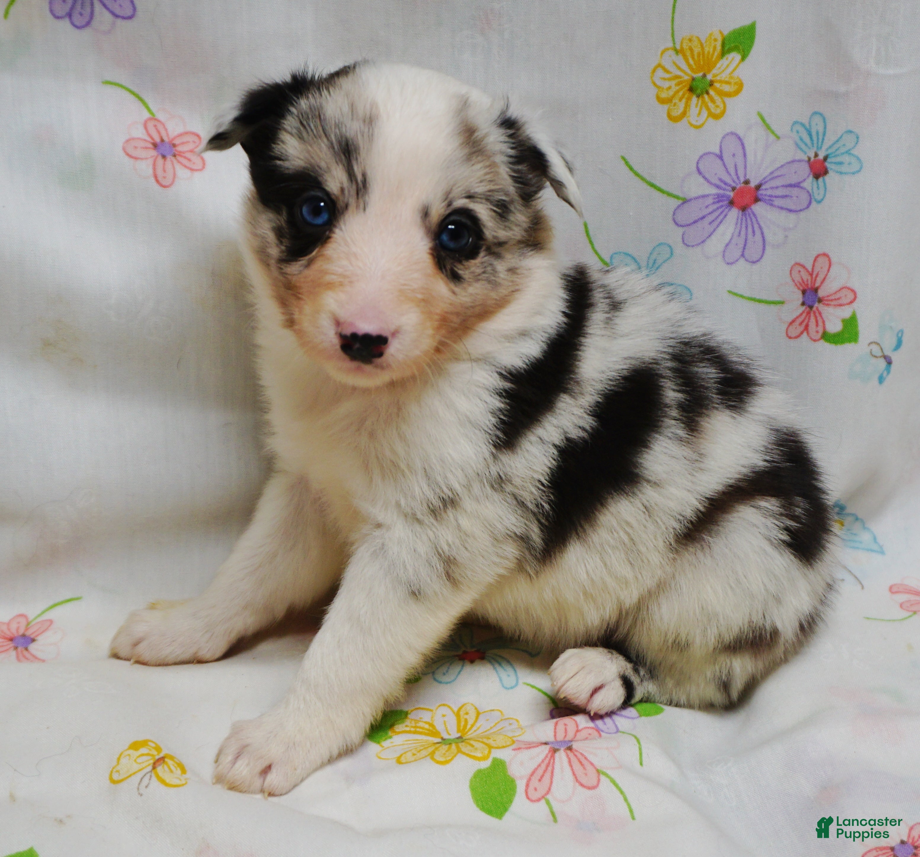 Border Collie dogs VICKI - Ad 36