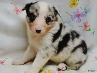 Border Collie dogs VICKI - Ad 36