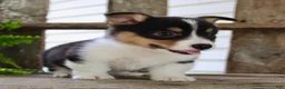 Mixed Breed dogs for sale: Mia - Ad 4