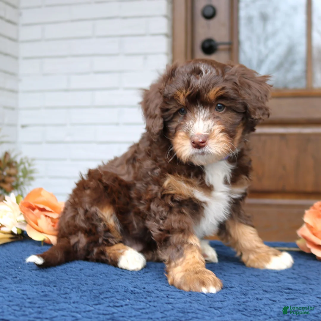 Mini Bernedoodle dogs for sale: Dolly  - Ad 1