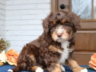 Mini Bernedoodle dogs for sale: Dolly - Ad 2
