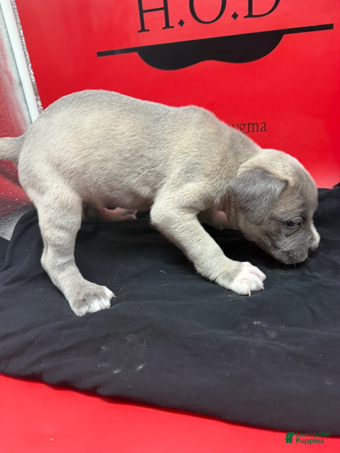 Cane Corso dogs for sale: Krona - Ad 2