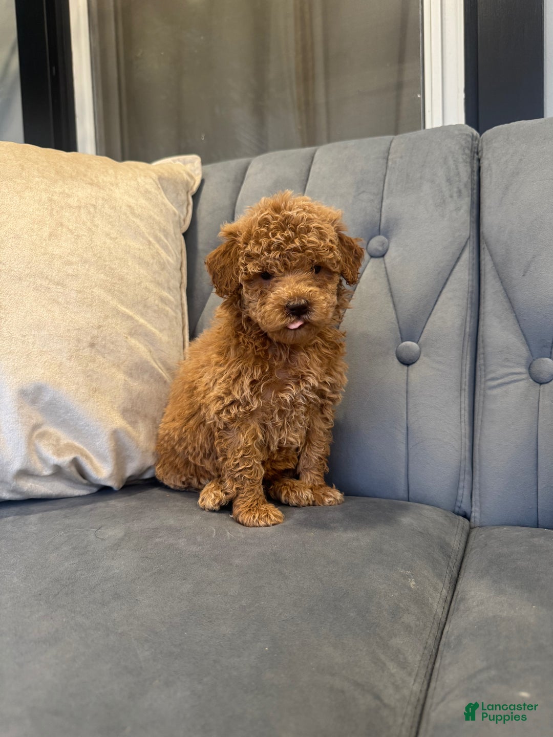 Mini Goldendoodle dogs for sale: Mini Goldendoodle Puppy 3 - Ad 4