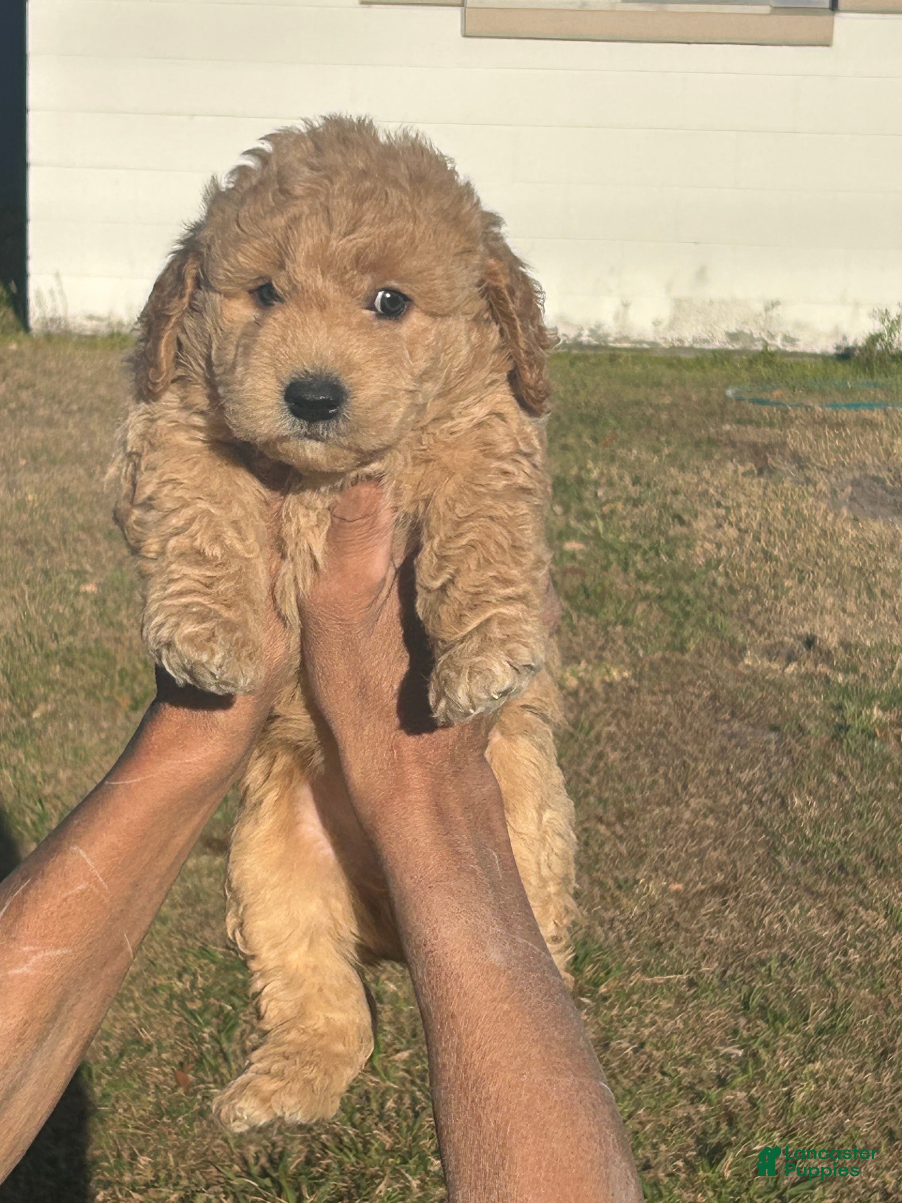 Mixed Breed dogs Mixed Breed Puppy 1 - Ad 37