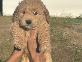 Mixed Breed dogs Mixed Breed Puppy 1 - Ad 37