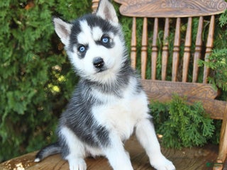 Siberian Husky dogs - Ad 22