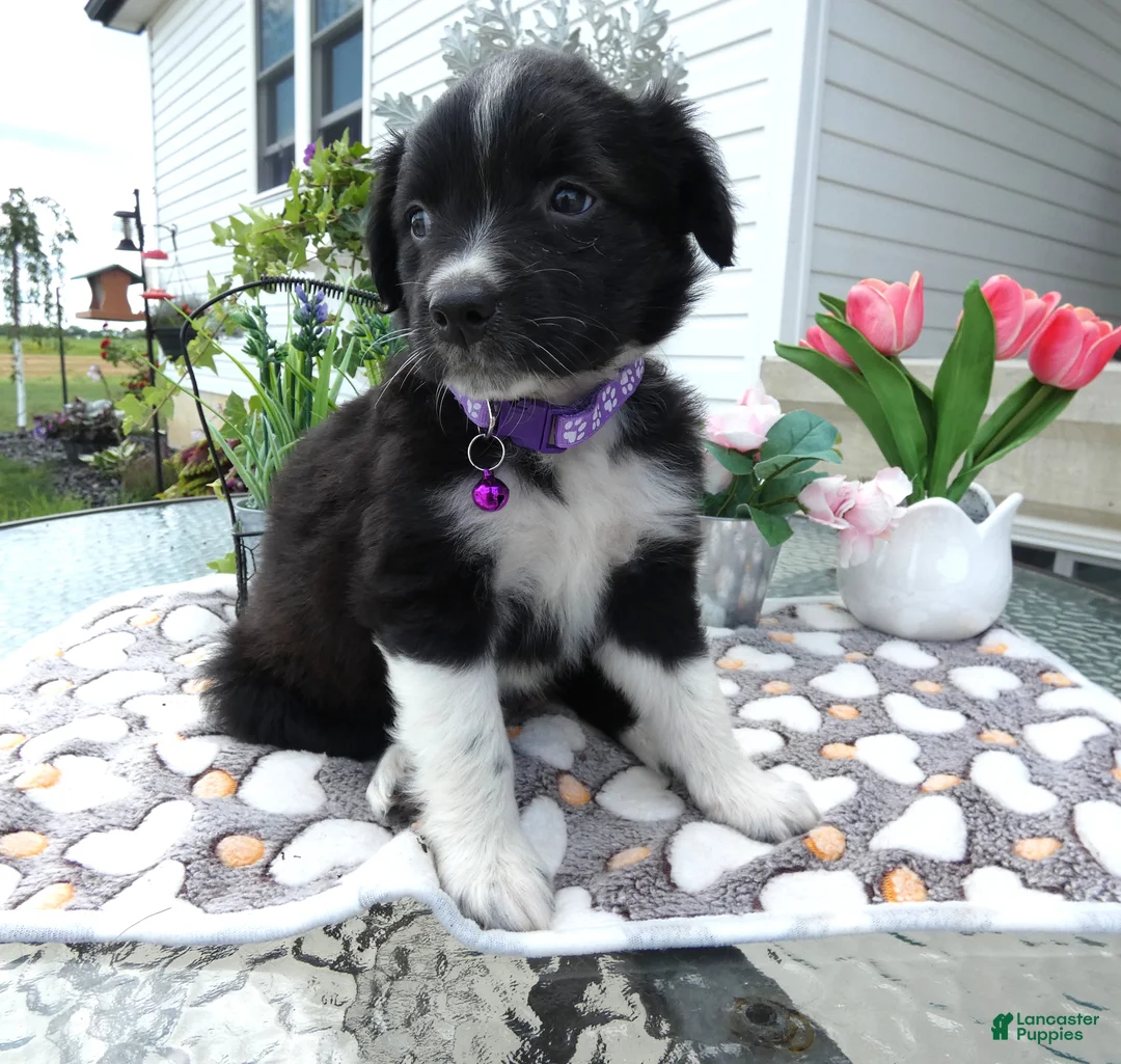 Mixed Breed dogs for sale: Mixed Breed 5 Daisey - Ad 2