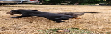Labrador Retriever 6