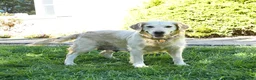 Golden Retriever dogs for sale: Roxie - Ad 6
