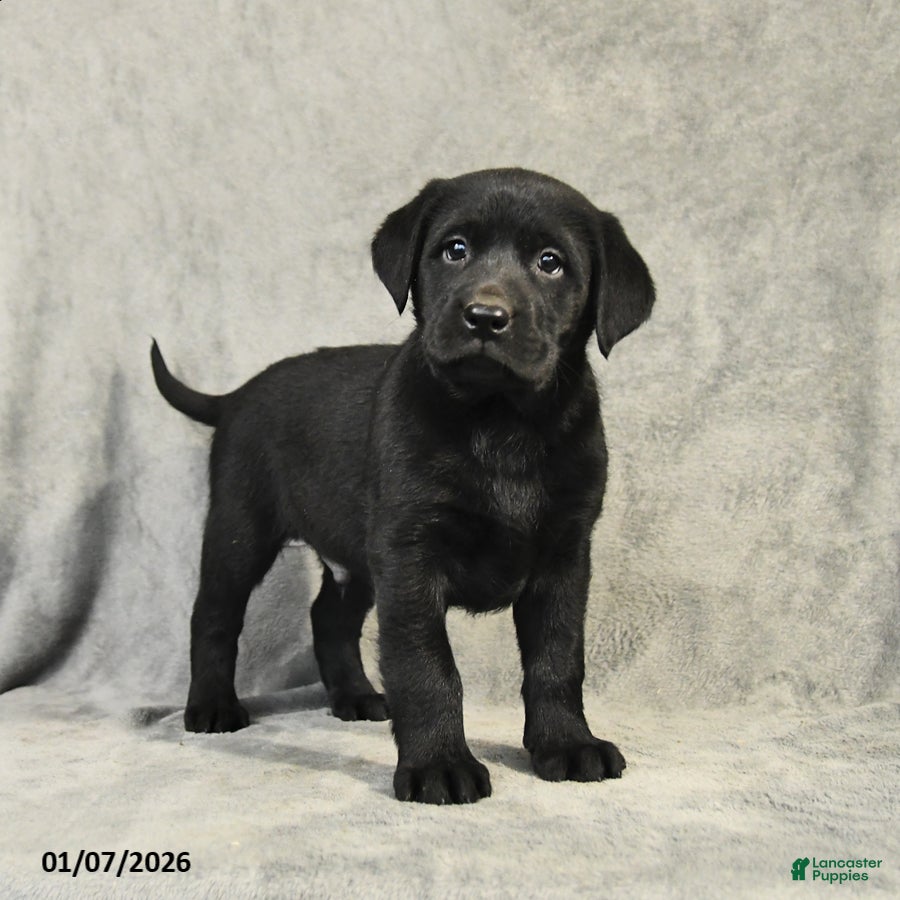 Labrador Retriever dogs Baxter - Ad 38