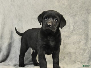 Labrador Retriever dogs Baxter - Ad 38