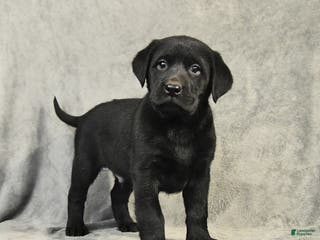 Labrador Retriever dogs Baxter - Ad 40