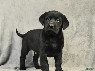 Labrador Retriever dogs Baxter - Ad 34