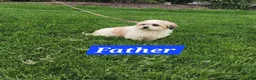 Shih Tzu dogs for sale: Biscuit - Ad 18