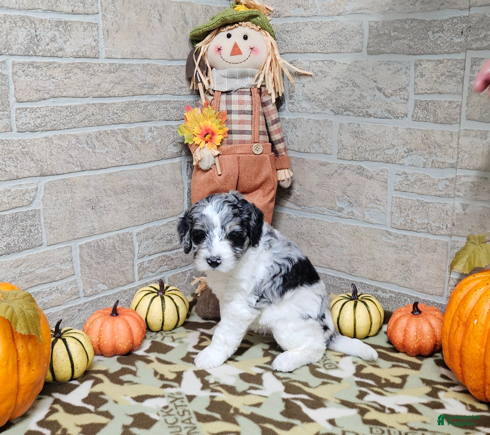 Mini Bernedoodle dogs for sale: F1b Dolly - Ad 15