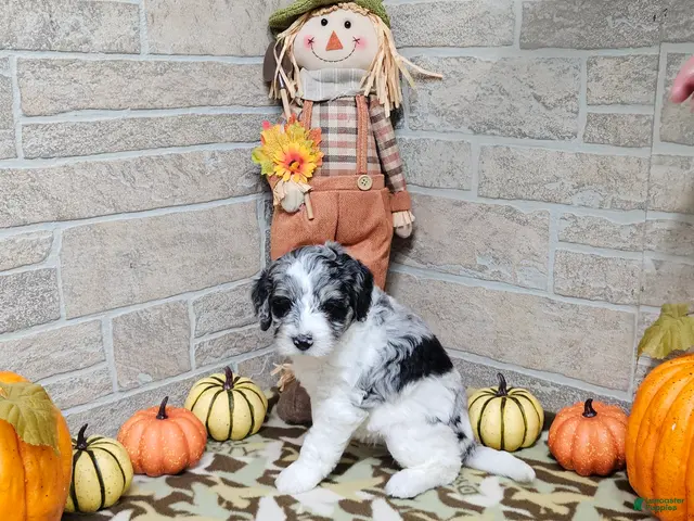 Mini Bernedoodle dogs for sale: F1b Dolly - Ad 15
