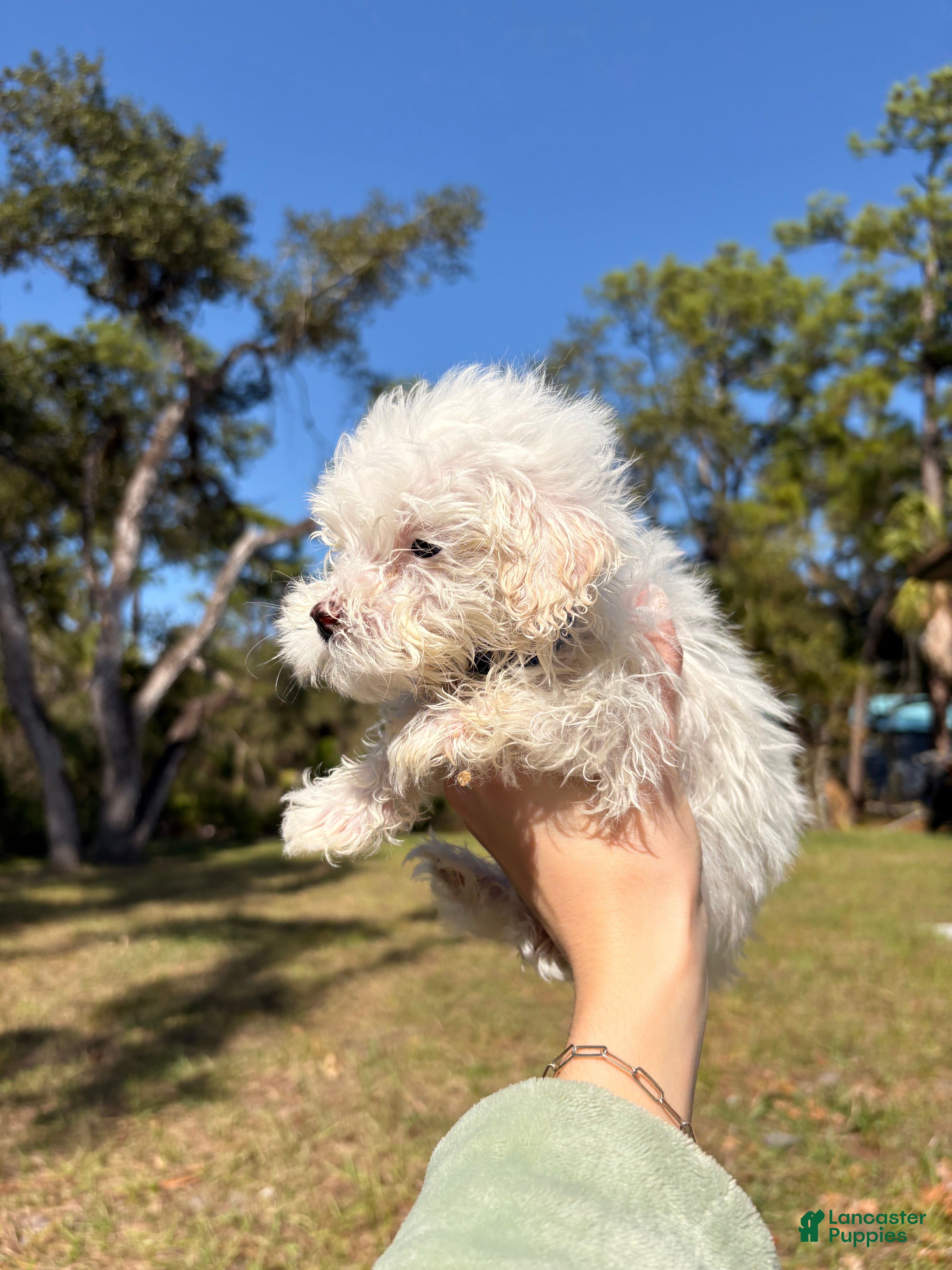 Maltipoo dogs Bentley maltipoo - Ad 2