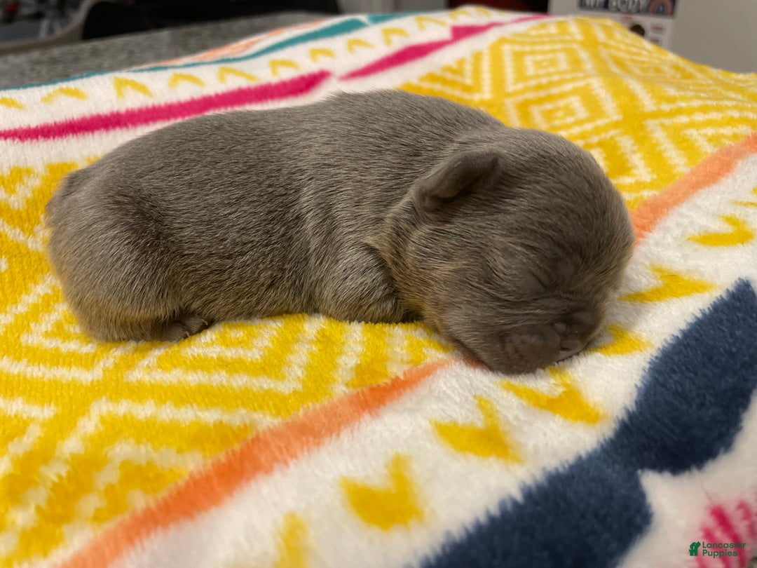 French Bulldog dogs for sale: French Bulldog Puppy 1 - Ad 2