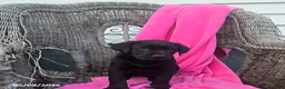 Labrador Retriever dogs for sale: Mindy - Ad 2