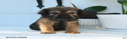 Mini Hippo dogs for sale: Max - Ad 2