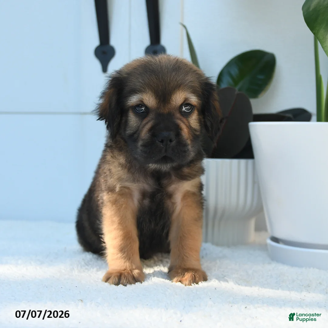 Mini Hippo dogs for sale: Max - Ad 2