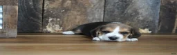 Beagle dogs for sale: Brett - Ad 17