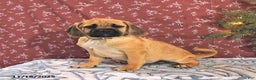 Puggle dogs for sale: Hosea - Ad 5