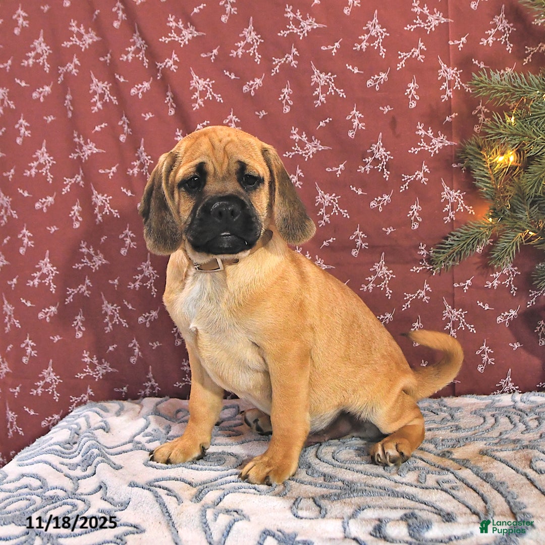 Puggle dogs for sale: Hosea - Ad 5