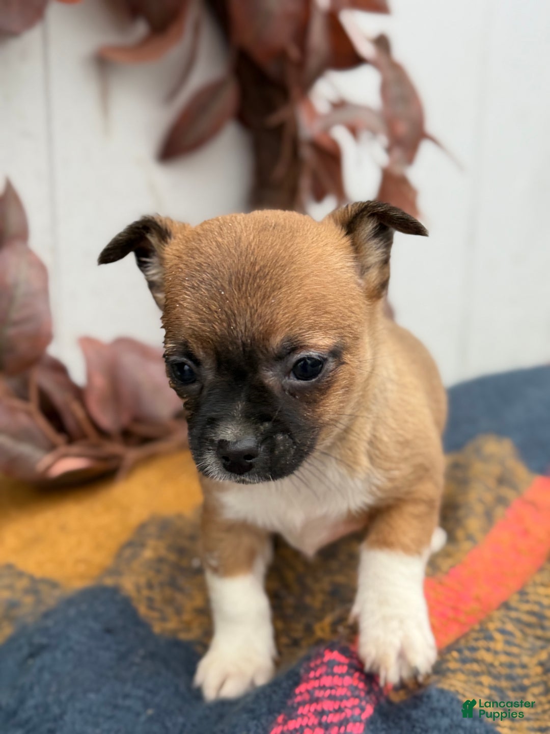 Chihuahua dogs for sale: Bandit - Ad 3