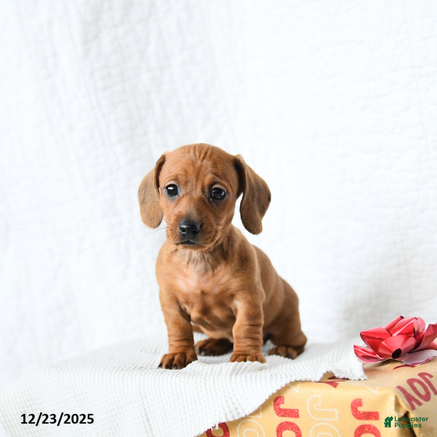 Miniature Dachshund dogs Peanut Butter - Ad 36