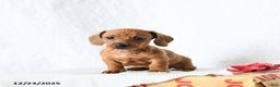 Miniature Dachshund dogs for sale: Peanut Butter - Ad 1