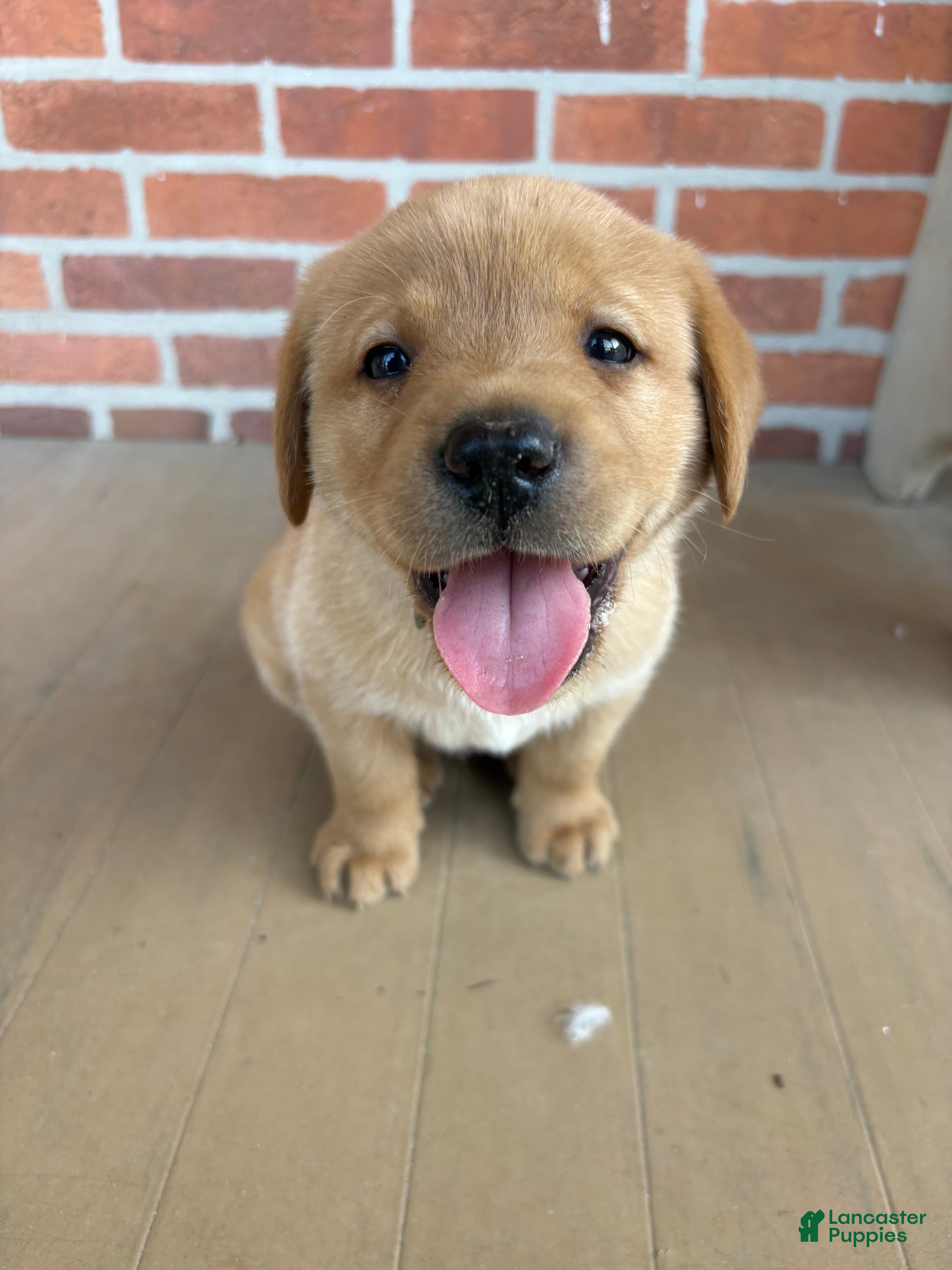 Labrador Retriever dogs for sale: Peanut - Ad 4