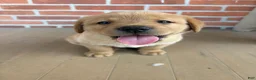 Labrador Retriever dogs for sale: Peanut - Ad 1