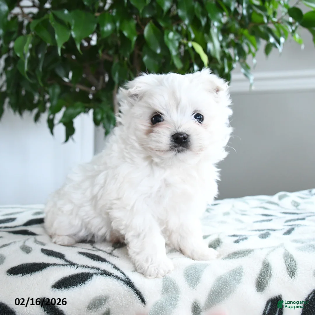 Maltese dogs for sale: Alabaster - Ad 3