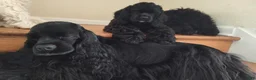 Cocker Spaniel dogs for sale: Luigi  - Ad 2