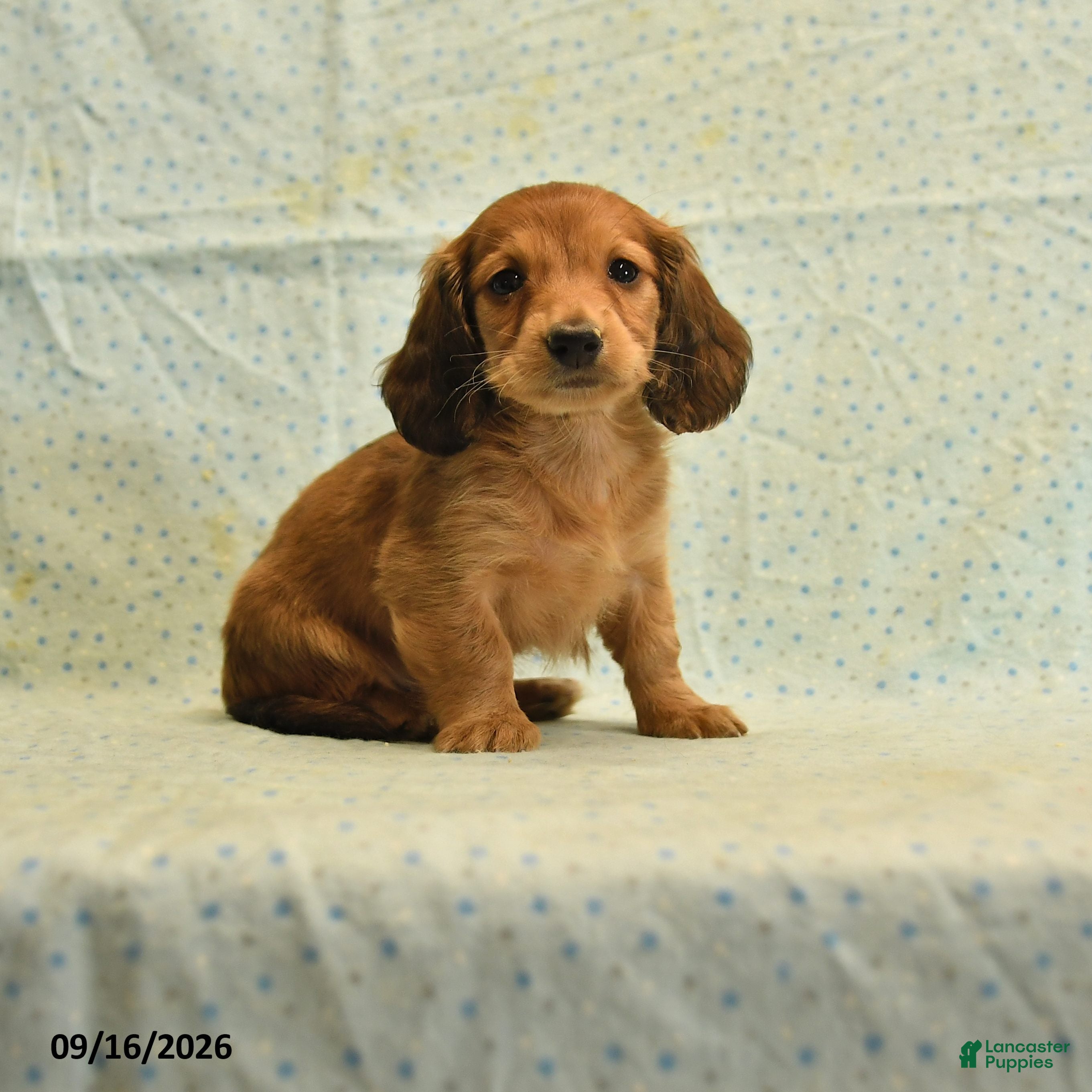 Dachshund dogs Scotty - Ad 1