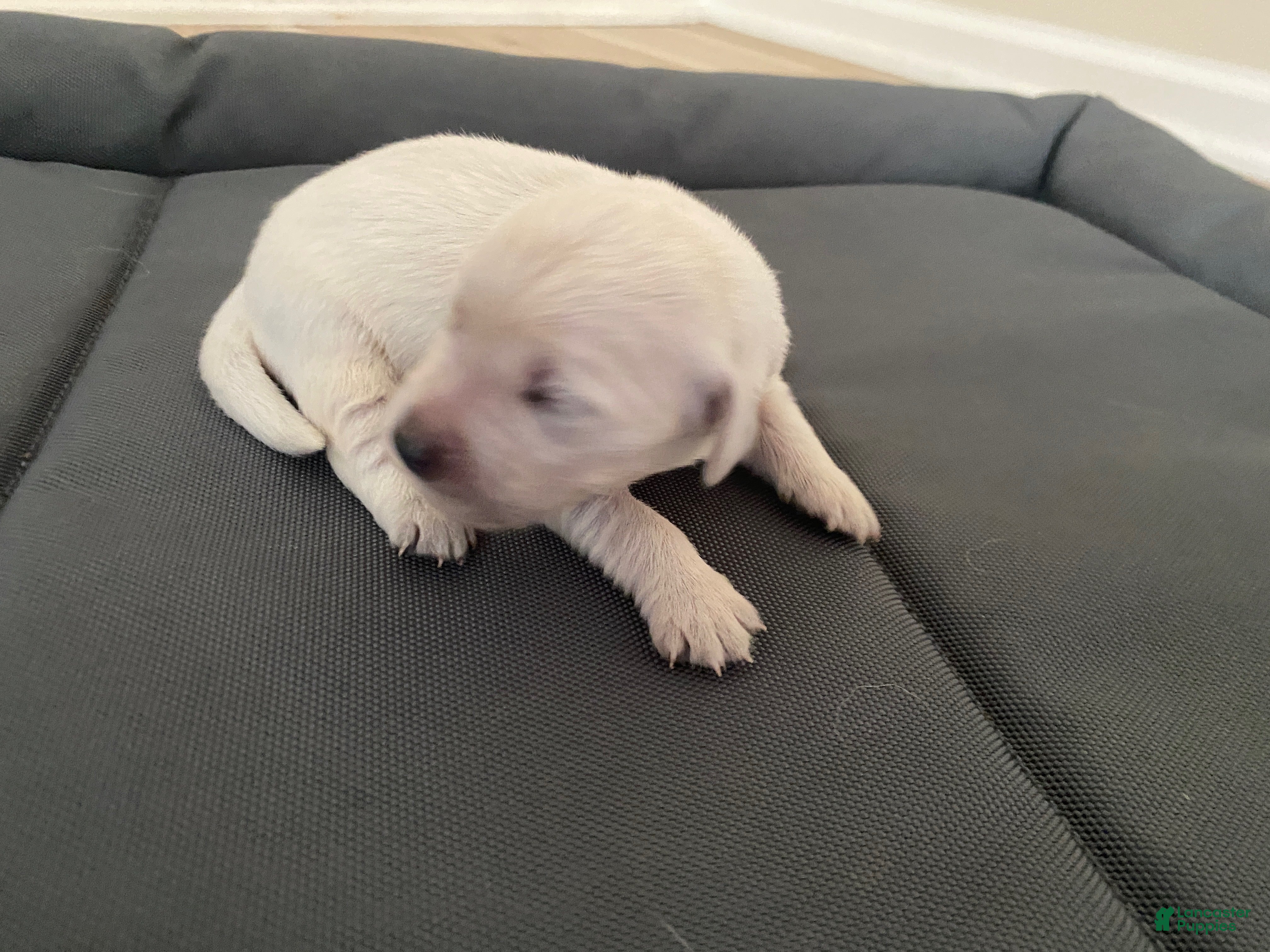 Golden Retriever dogs AKC Cream Golden Retriever Male Second Pick - Ad 22