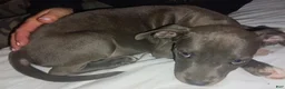 American Pit Bull Terrier dogs for sale: American Pit Bull Terrier 2 - Ad 1